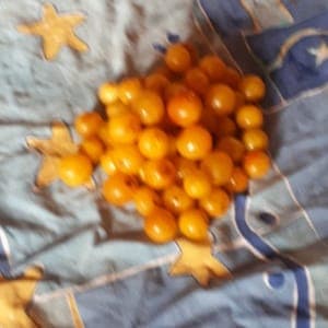 Prunes jaunes mirabelles