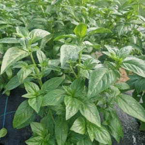 Basilic à Pesto 
