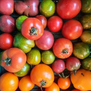 Tomates anciennes