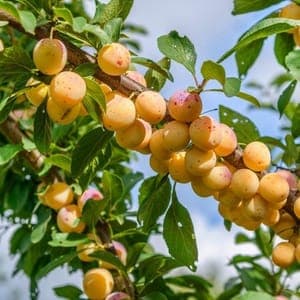 Prune Mirabelle 