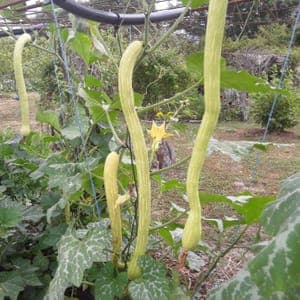 Courge "trombocino d'Albenga" jeune