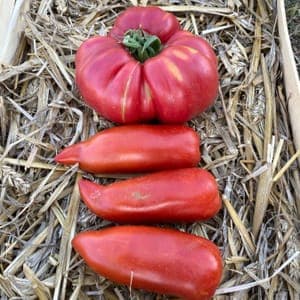 Tomate