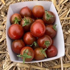 Tomate Cerise