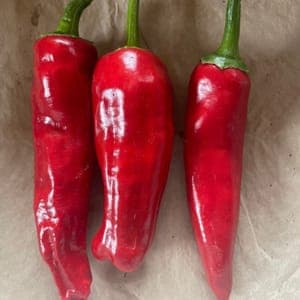 Piment rouge dit "d'Espelette"