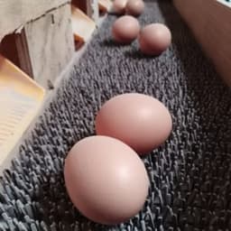 A la Ferme d'Adèle #2
