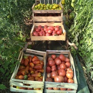 Tomates anciennes mélange selon récolte Coeur de Boeuf, Andine, Noire de Crimée, Green Zebra..