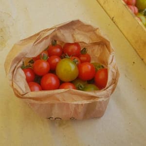 Tomates cerise