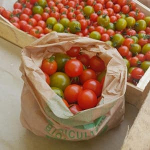 Tomates cerise