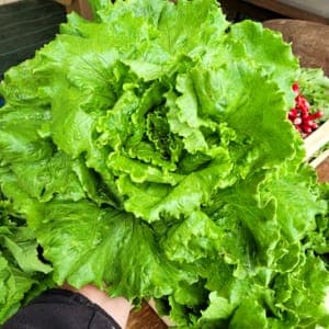 Salade