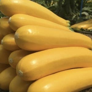 Courgette allongée