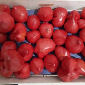 Tomate ancienne - Colis de 10 kg