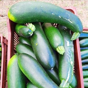COURGETTE GROSSE