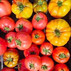 TOMATES variétés anciennes Vrac