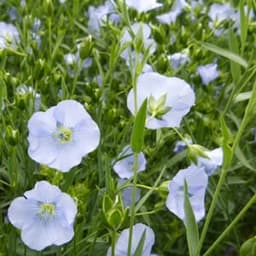 Grains de nature #5