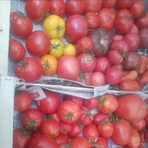Tomates