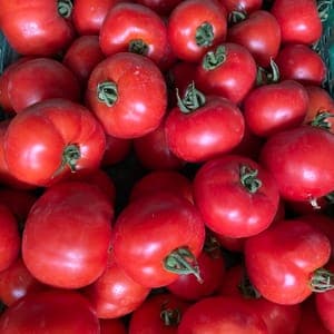 tomates rondes