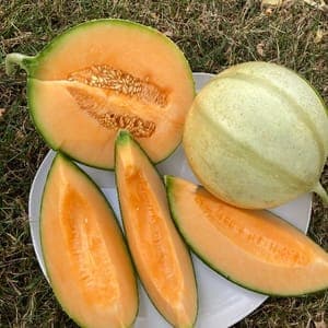 Melon