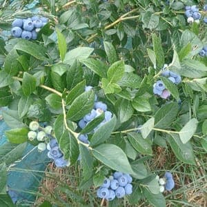 Confiture