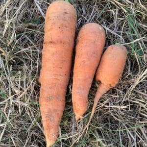 Carottes