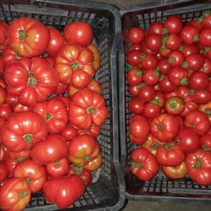 Tomates Quimper et Reine des Hatives