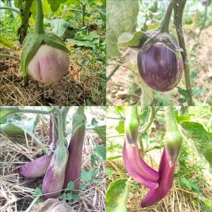 petites aubergines