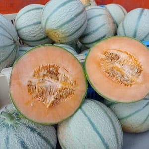 Melon