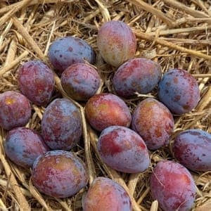 Prunes d’Ente