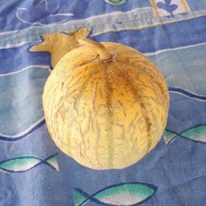 Melon pièce (environ 1.3kg)