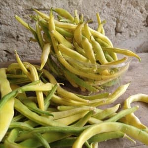 Haricot Jaune Bio