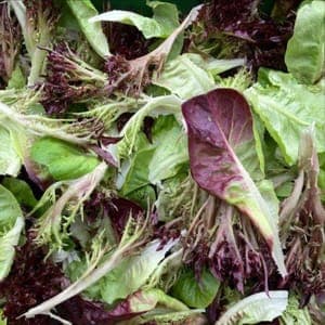 Mesclun d'été