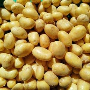 pomme de terre