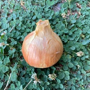 Oignon Jaune
