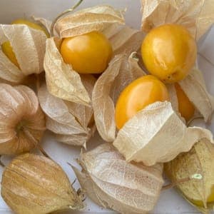 Physalis 