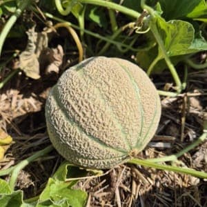 Melon
