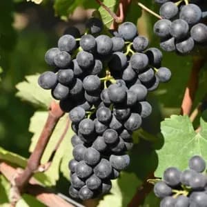 Raisin Muscat bleu