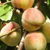 Pêches de vignes