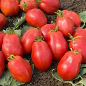 Tomates