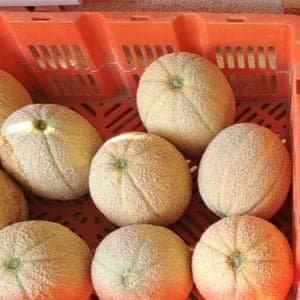 melon