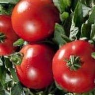 Tomates Paola