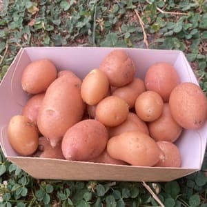 Pomme de Terre Nouvelle