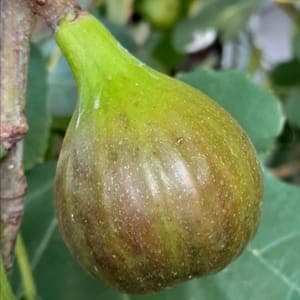 Figues