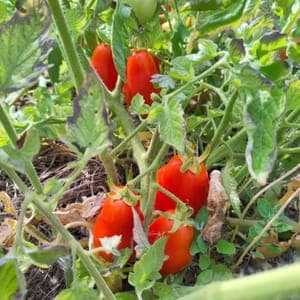 Tomate Roma