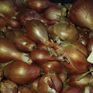 Echalote