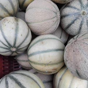 Melon