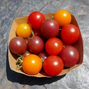 Barquette Tomates Cerises (Azun)