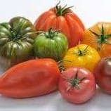 Tomates Panaché de Variétés anciennes