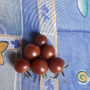 Tomate cocktail black cherry
