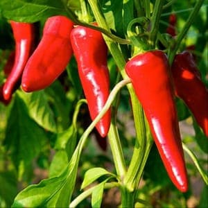Piment d'Espelette