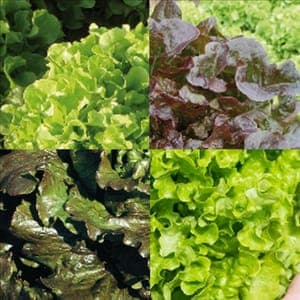 Mix salades (les 15 mini-mottes)