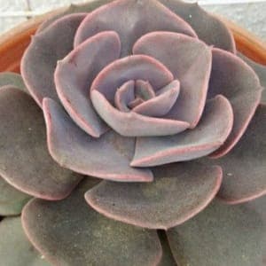 Echeveria "dusty rose"